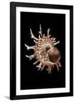 Angaria Delphinus-Paul Starosta-Framed Photographic Print