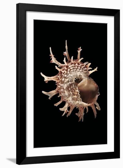 Angaria Delphinus-Paul Starosta-Framed Photographic Print