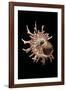 Angaria Delphinus-Paul Starosta-Framed Photographic Print