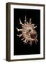 Angaria Delphinus-Paul Starosta-Framed Photographic Print