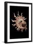 Angaria Delphinus-Paul Starosta-Framed Photographic Print