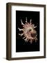 Angaria Delphinus-Paul Starosta-Framed Photographic Print