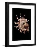 Angaria Delphinus-Paul Starosta-Framed Photographic Print