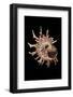 Angaria Delphinus-Paul Starosta-Framed Photographic Print