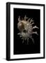 Angaria Delphinus-Paul Starosta-Framed Photographic Print