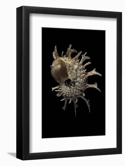 Angaria Delphinus-Paul Starosta-Framed Photographic Print