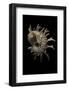 Angaria Delphinus-Paul Starosta-Framed Photographic Print