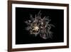 Angaria Delphinus-Paul Starosta-Framed Photographic Print