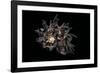 Angaria Delphinus-Paul Starosta-Framed Photographic Print