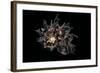 Angaria Delphinus-Paul Starosta-Framed Photographic Print