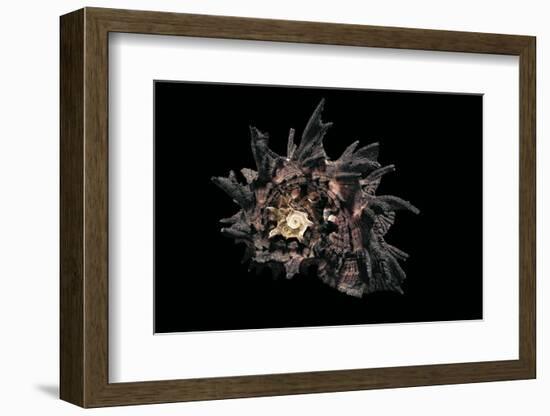 Angaria Delphinus-Paul Starosta-Framed Photographic Print