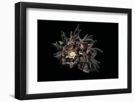 Angaria Delphinus-Paul Starosta-Framed Photographic Print