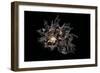 Angaria Delphinus-Paul Starosta-Framed Photographic Print