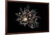 Angaria Delphinus-Paul Starosta-Framed Photographic Print