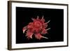 Angaria Delphinus-Paul Starosta-Framed Photographic Print