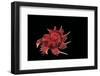 Angaria Delphinus-Paul Starosta-Framed Photographic Print