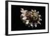 Angaria Sphaerula-Paul Starosta-Framed Photographic Print