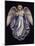 Angel 7-Edgar Jerins-Mounted Giclee Print