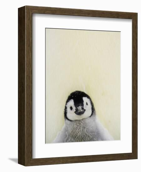 Angel Face-Art Wolfe-Framed Photographic Print