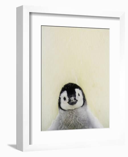 Angel Face-Art Wolfe-Framed Photographic Print