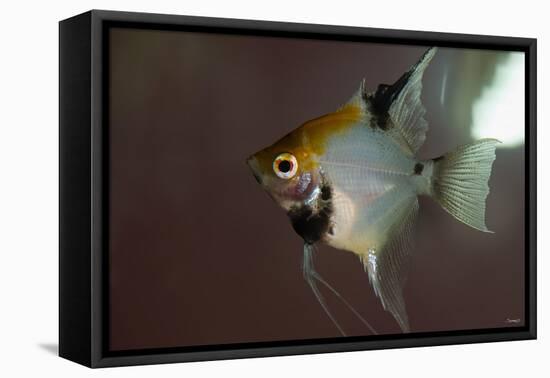 Angel Fish I-Gordon Semmens-Framed Stretched Canvas