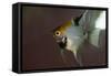 Angel Fish I-Gordon Semmens-Framed Stretched Canvas