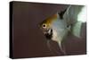 Angel Fish I-Gordon Semmens-Stretched Canvas