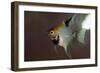 Angel Fish I-Gordon Semmens-Framed Giclee Print