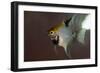 Angel Fish I-Gordon Semmens-Framed Giclee Print