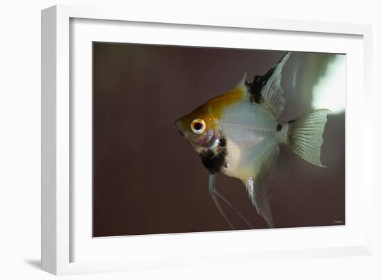 Angel Fish I-Gordon Semmens-Framed Giclee Print