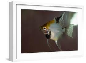 Angel Fish I-Gordon Semmens-Framed Giclee Print