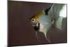 Angel Fish I-Gordon Semmens-Mounted Giclee Print