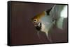 Angel Fish I-Gordon Semmens-Framed Stretched Canvas