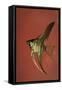 Angel Fish IV-Gordon Semmens-Framed Stretched Canvas