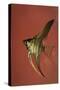 Angel Fish IV-Gordon Semmens-Stretched Canvas