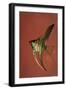 Angel Fish IV-Gordon Semmens-Framed Photographic Print