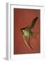 Angel Fish IV-Gordon Semmens-Framed Photographic Print