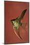 Angel Fish IV-Gordon Semmens-Mounted Photographic Print