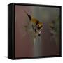 Angel Fish VII-Gordon Semmens-Framed Stretched Canvas