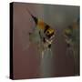 Angel Fish VII-Gordon Semmens-Stretched Canvas