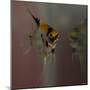 Angel Fish VII-Gordon Semmens-Mounted Photographic Print