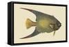 Angel Fish-Mark Catesby-Framed Stretched Canvas