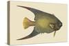 Angel Fish-Mark Catesby-Stretched Canvas