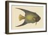 Angel Fish-Mark Catesby-Framed Art Print