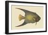 Angel Fish-Mark Catesby-Framed Art Print