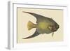 Angel Fish-Mark Catesby-Framed Art Print