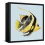 Angel Fish-Jacob Q-Framed Stretched Canvas