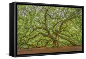 Angel Oak-Dennis Goodman-Framed Stretched Canvas