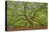 Angel Oak-Dennis Goodman-Stretched Canvas