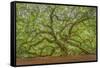 Angel Oak-Dennis Goodman-Framed Stretched Canvas